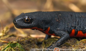 Cynops orientalis – traszka chińska