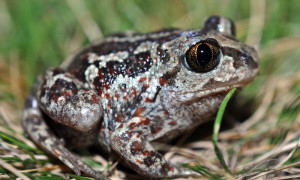 Pelobates fuscus – grzebiuszka ziemna