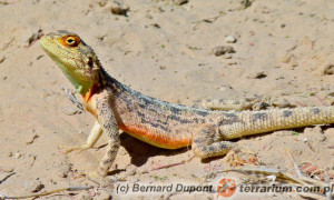 Agama aculeata – afrykańska agama karłowata*