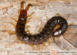 Scolopendra valida
