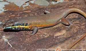 Trachylepis (Mabuya) quinquetaeniata – mabuja tęczowa