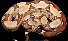 Boa constrictor – boa dusiciel