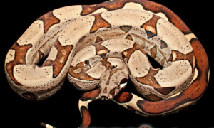 Boa constrictor – boa dusiciel