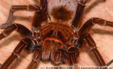 Theraphosa apophysis – ptasznik