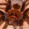 Theraphosa apophysis – ptasznik