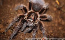 Phormictopus cancerides – ptasznik