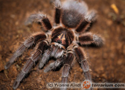 Phormictopus cancerides – ptasznik