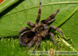 Euathlus parvulus – ptasznik