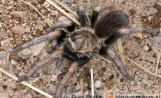 Lasiodorides polycuspulatus – ptasznik