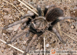 Lasiodorides polycuspulatus – ptasznik