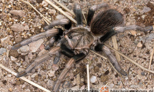 Lasiodorides polycuspulatus