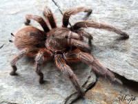 Grammostola rosea na liście CITES. Zmiana decyzji na konferencji CoP20.