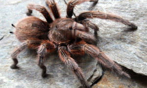 Grammostola rosea na liście CITES. Zmiana decyzji na konferencji CoP20.