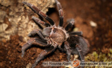 Cyclosternum schmardae – ptasznik