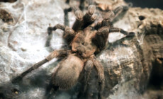 Ptaszniki żyjące w Europie