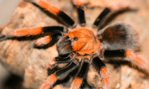 Aphonopelma bicoloratum