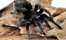 Grammostola pulchra – ptasznik