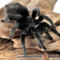 Grammostola pulchra – ptasznik