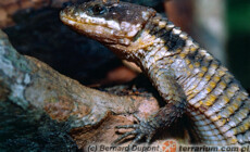 Cordylus tropidosternum – szyszkowiec tropikalny