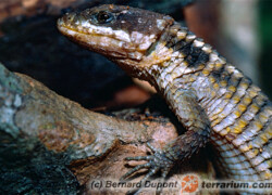 Cordylus tropidosternum – szyszkowiec tropikalny