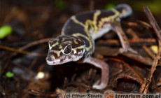 Coleonyx mitratus