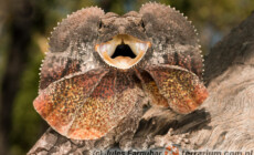 Chlamydosaurus kingii – agama kołnierzasta