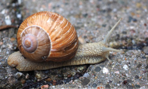 Helix pomatia – ślimak winniczek