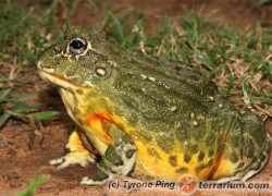 Pyxicephalus adspersus – żaba byk*, żaba olbrzymia**, afrykańska żaba byk***