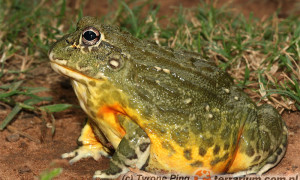 Pyxicephalus adspersus – żaba byk*, żaba olbrzymia**, afrykańska żaba byk***