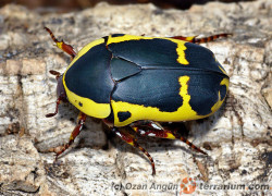 Pachnoda sinuata flaviventris