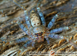 Heteropoda venatoria