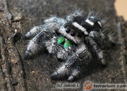 Phidippus regius