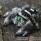 Phidippus regius