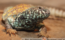 Uromastyx ornata – biczogon ozdobny