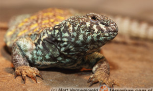 Uromastyx ornata – biczogon ozdobny