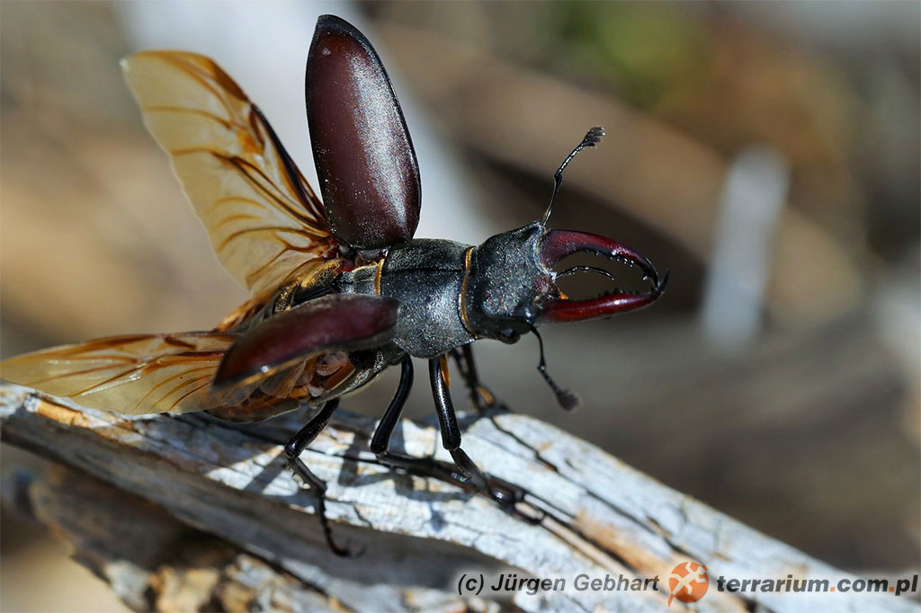 Lucanus cervus – jelonek rogacz – samica gotowa do lotu