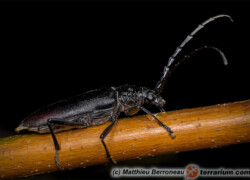 Cerambyx cerdo – kozioróg dębosz