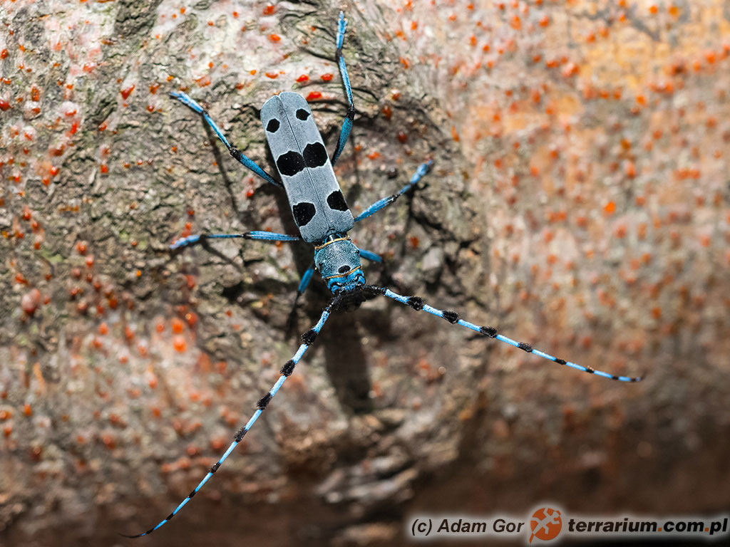 Rosalia alpina – nadobnica alpejska