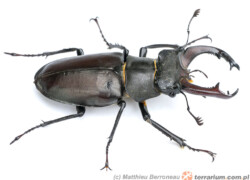 Lucanus cervus – jelonek rogacz