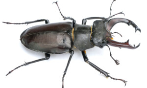 Lucanus cervus – jelonek rogacz