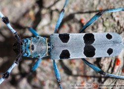 Rosalia alpina – nadobnica alpejska