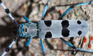 Rosalia alpina – nadobnica alpejska