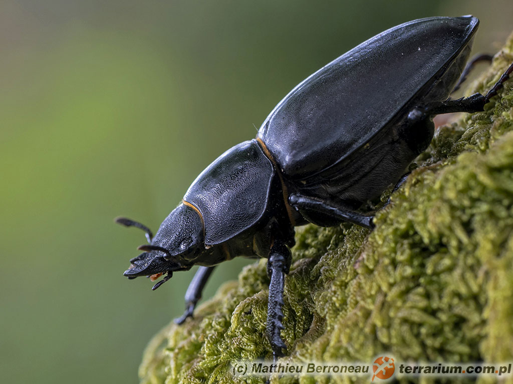 Lucanus cervus – jelonek rogacz – samica