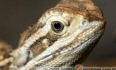 Pogona henrylawsoni – agama brodata karłowata*