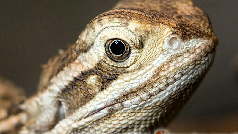 Pogona henrylawsoni – agama brodata karłowata*