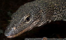 Varanus indicus – waran indyjski