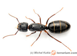 Camponotus fallax – gmachówka pniowa