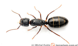 Camponotus fallax – gmachówka pniowa
