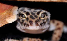 Eublefar (Gekon*) lamparci – pytania