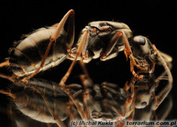 Formica fusca – pierwomrówka łagodna